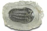 Detailed Hollardops Trilobite - Ofaten, Morocco #255563-3